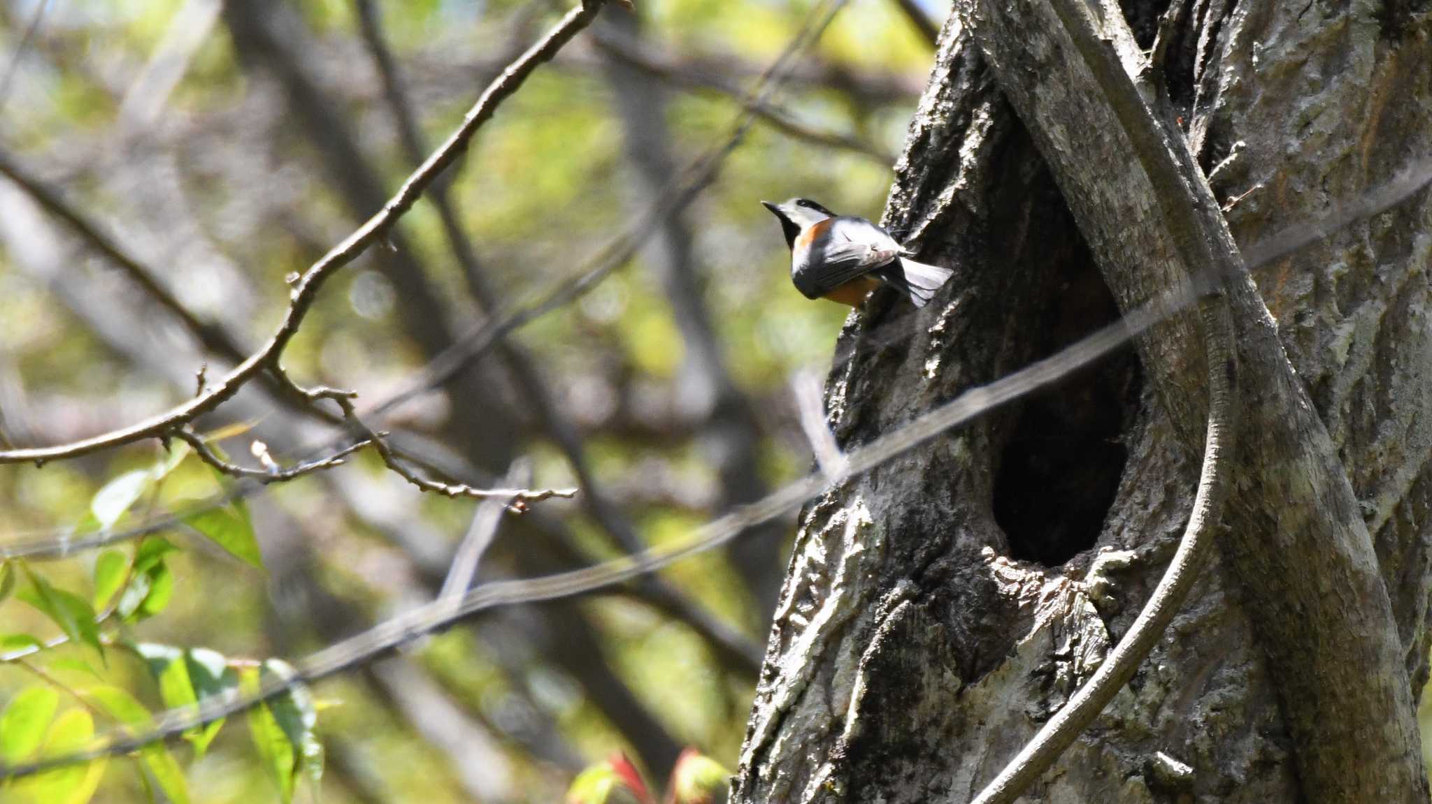 Photo of Varied Tit at Karuizawa wild bird forest by ao1000