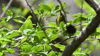 メジロ 軽井沢野鳥の森 2023年5月5日(金)