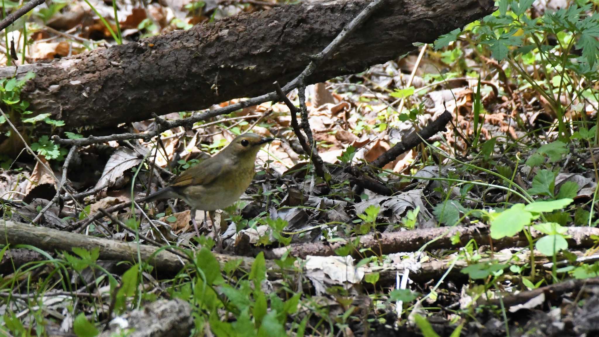 Siberian Blue Robin