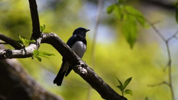 オオルリ 軽井沢野鳥の森 2023年5月5日(金)