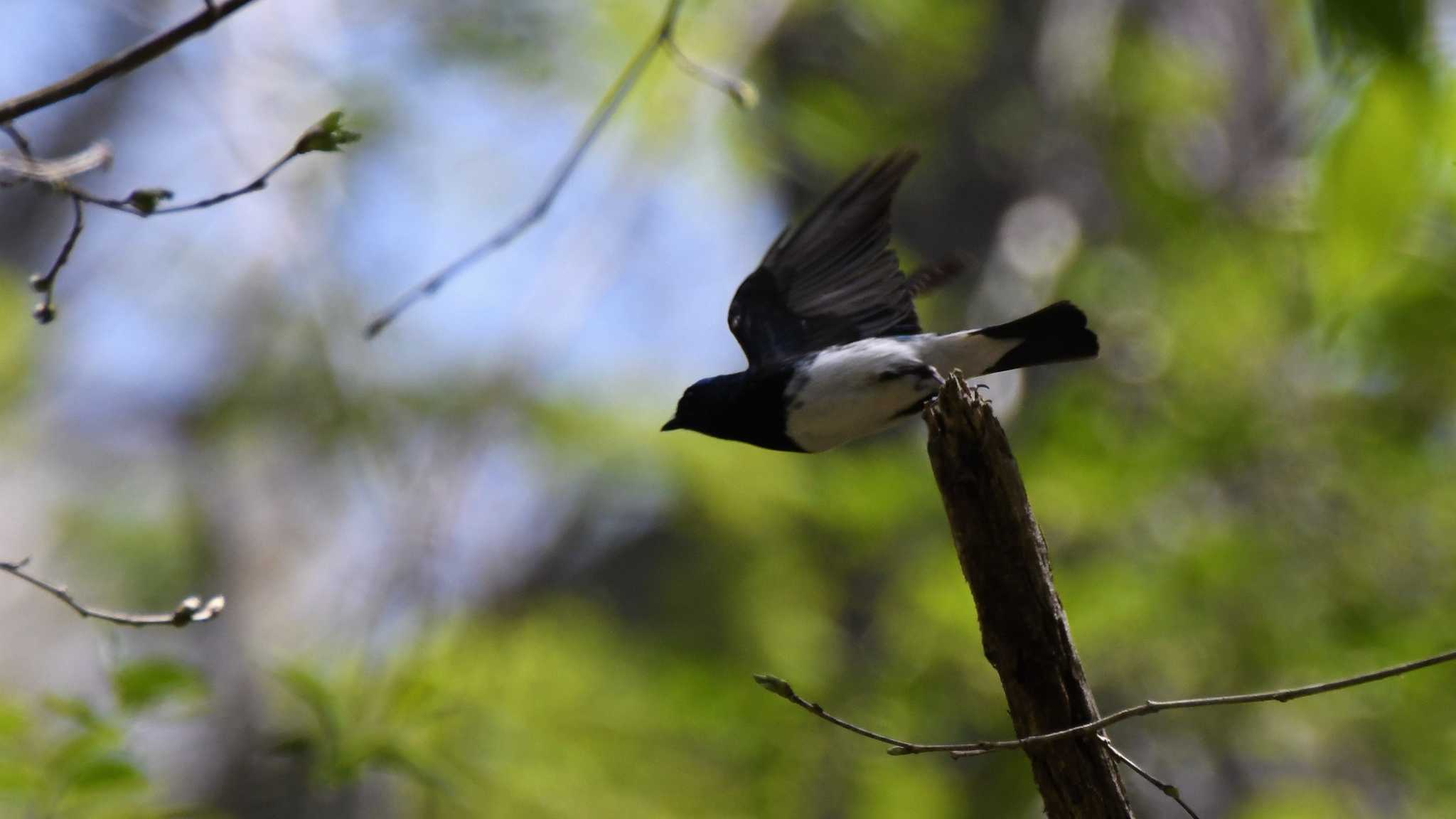 Photo of Blue-and-white Flycatcher at Karuizawa wild bird forest by ao1000