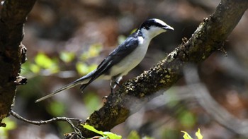 サンショウクイ 軽井沢野鳥の森 2023年5月5日(金)