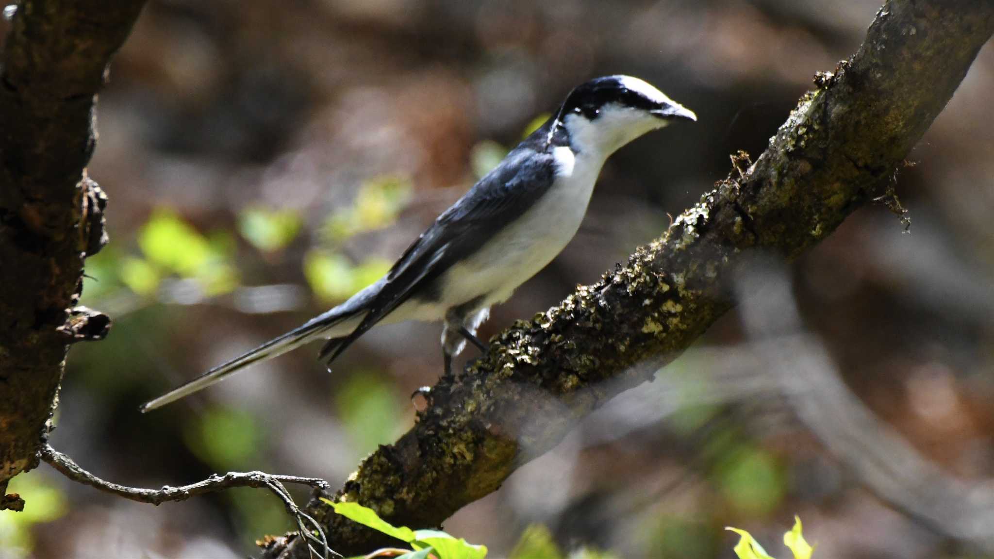 Photo of Ashy Minivet at Karuizawa wild bird forest by ao1000