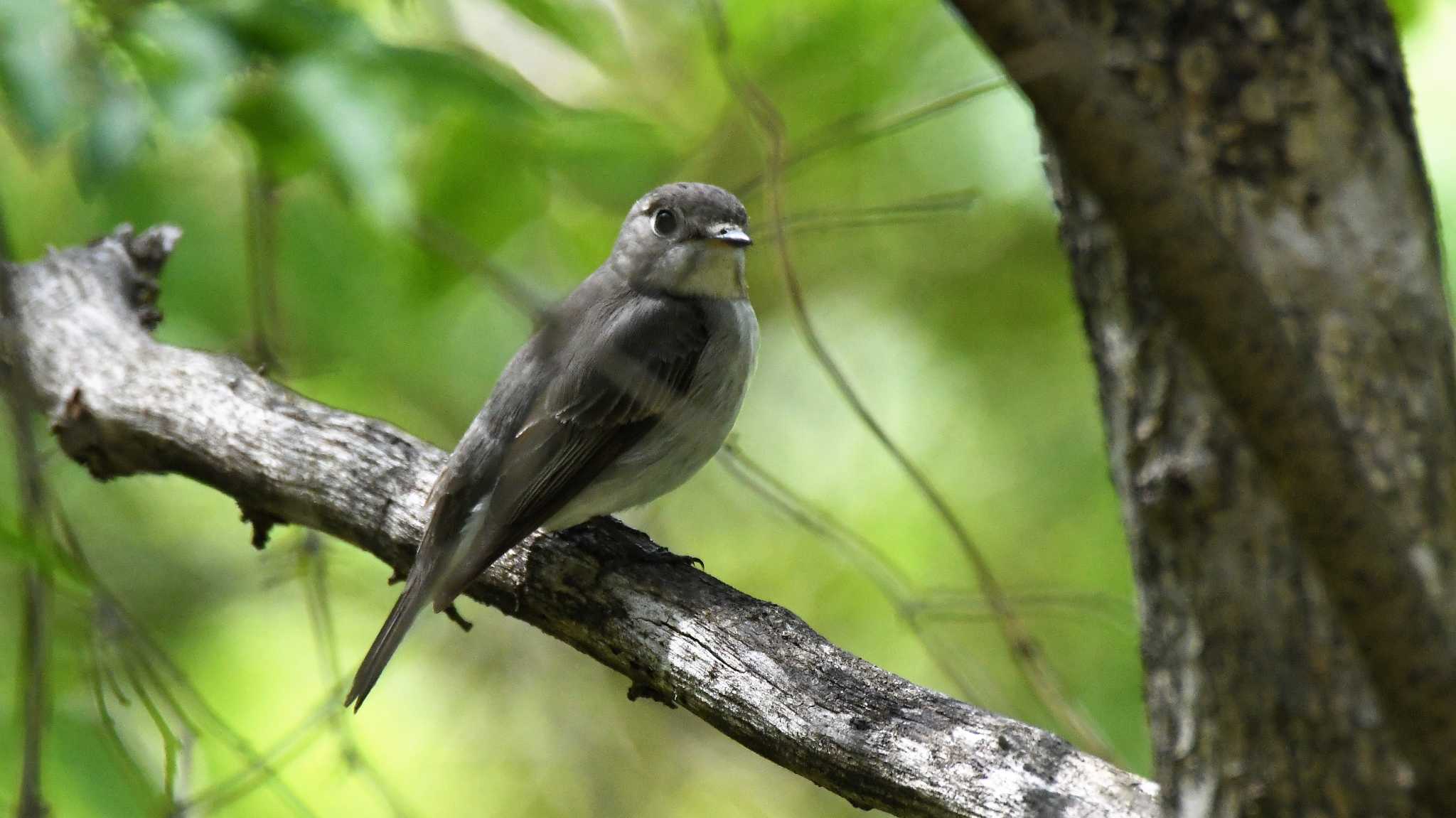 Asian Brown Flycatcher