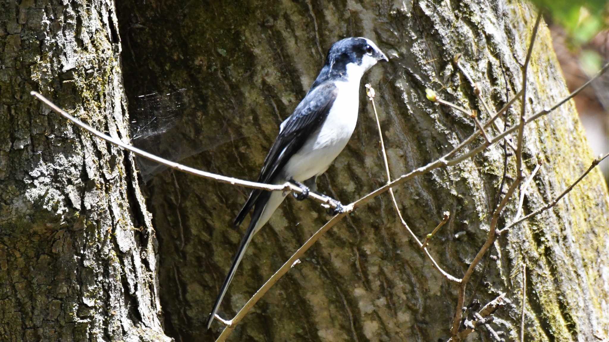 Ashy Minivet