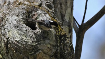 シジュウカラ 軽井沢野鳥の森 2023年5月5日(金)