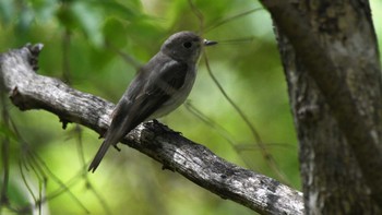 コサメビタキ 軽井沢野鳥の森 2023年5月5日(金)