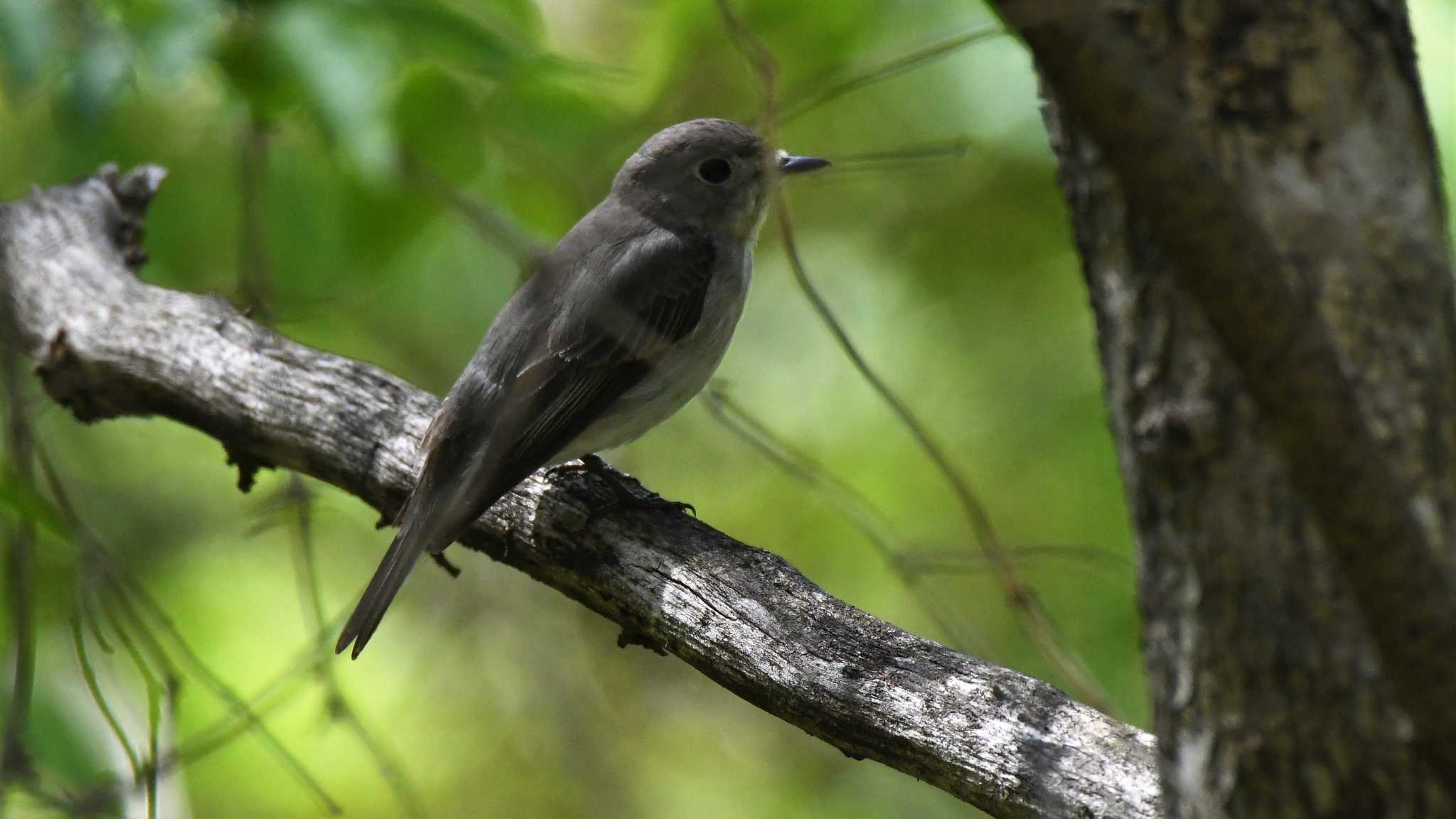 軽井沢野鳥の森 コサメビタキの写真 by ao1000