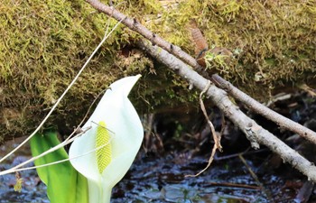 ミソサザイ 戸隠森林公園 2023年5月3日(水)