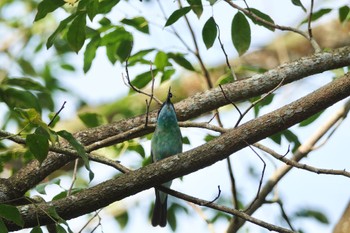 ルリノドハチクイ シンガポール植物園 2023年3月14日(火)