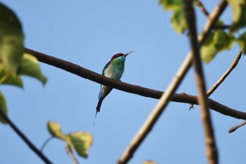 ルリノドハチクイ シンガポール植物園 2023年3月14日(火)