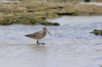 Bar-tailed Godwit 大瀬海岸(奄美大島) Tue, 5/2/2023