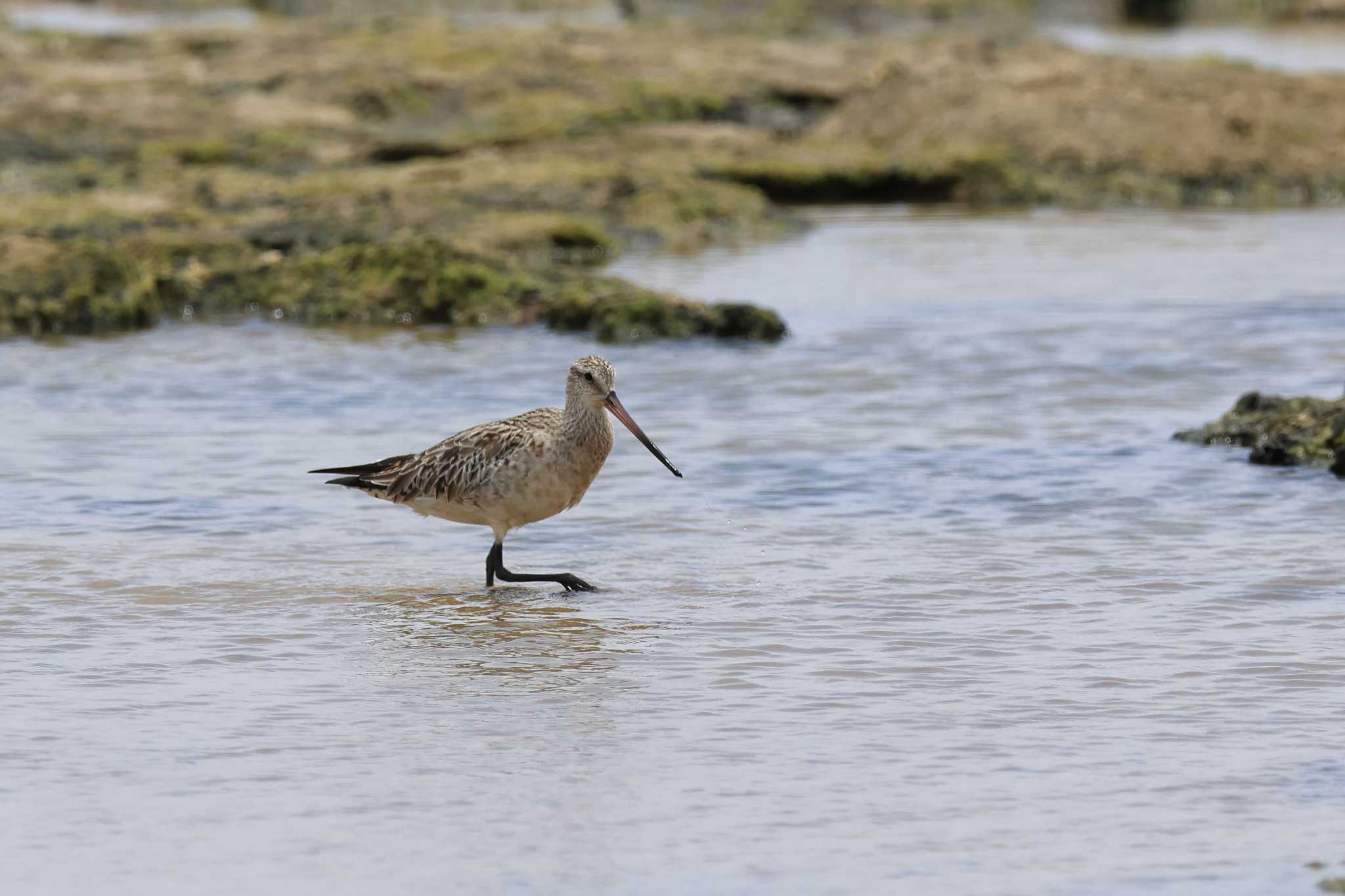 Photo of Bar-tailed Godwit at 大瀬海岸(奄美大島) by it-kozou