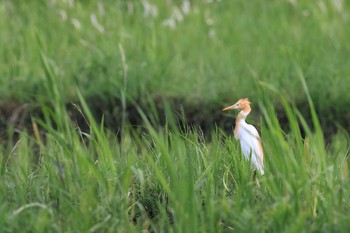 Eastern Cattle Egret 秋名の水田 Unknown Date