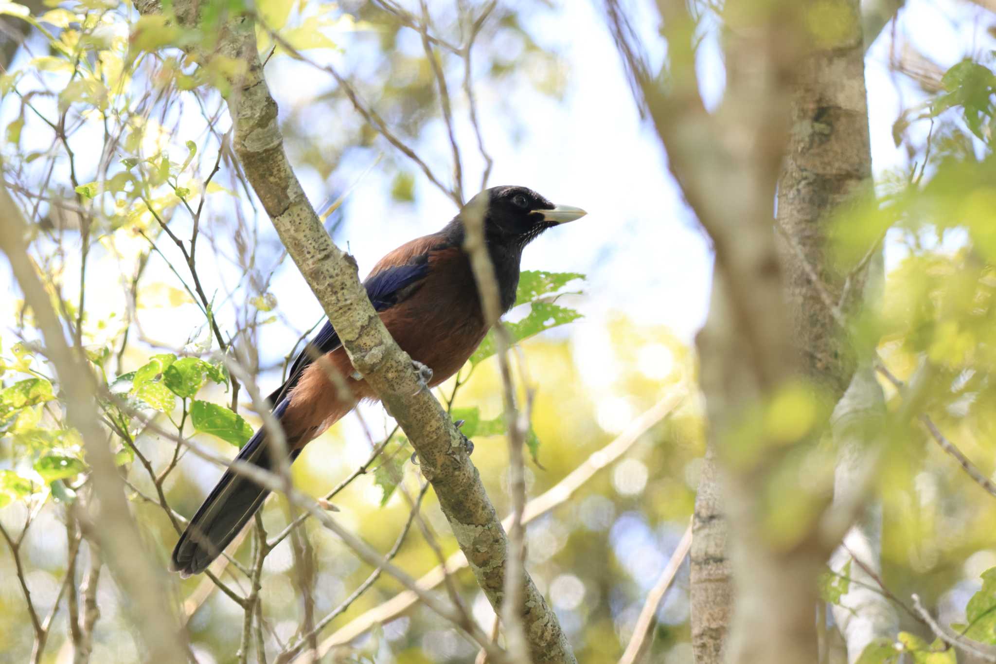 Photo of Lidth's Jay at Amami Nature Observation Forest by it-kozou