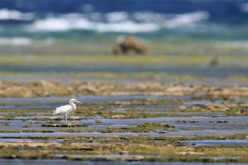 Pacific Reef Heron 大瀬海岸(奄美大島) Tue, 5/2/2023