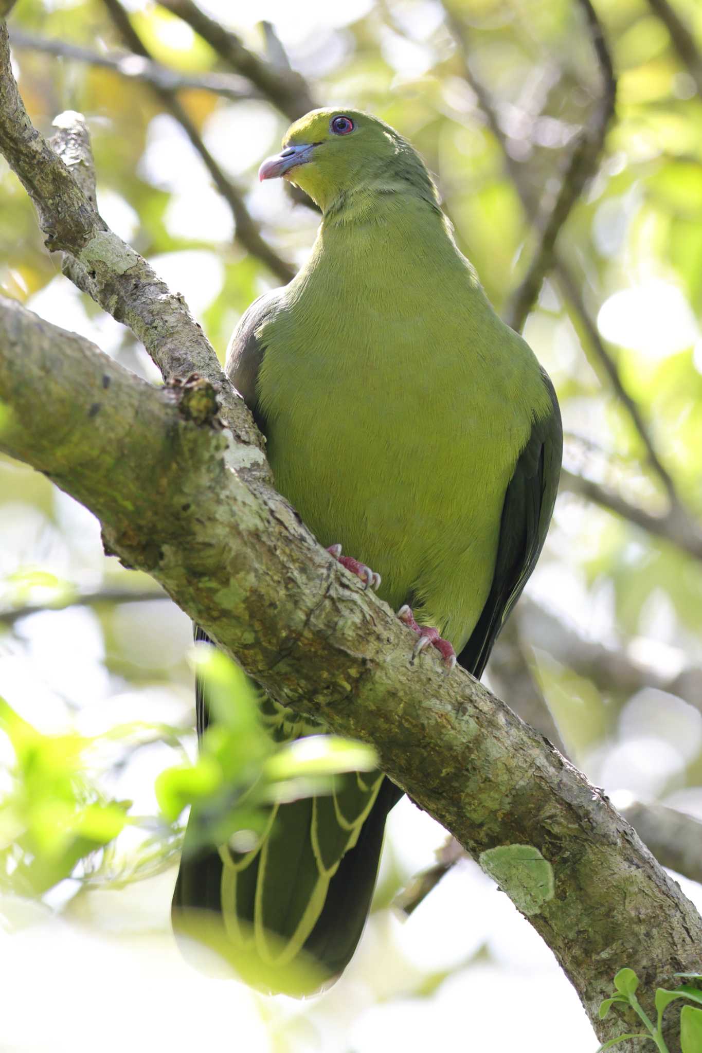 Photo of Ryukyu Green Pigeon at Amami Nature Observation Forest by it-kozou