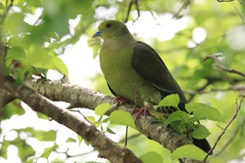 ズアカアオバト 奄美自然観察の森 2023年5月3日(水)