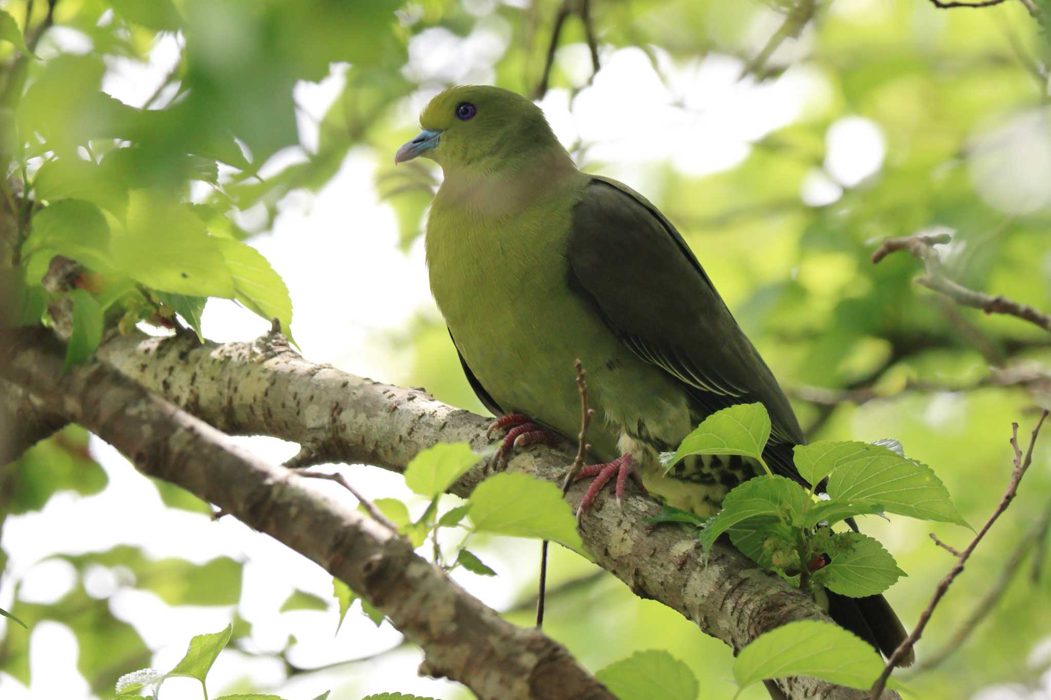 Photo of Ryukyu Green Pigeon at Amami Nature Observation Forest by it-kozou