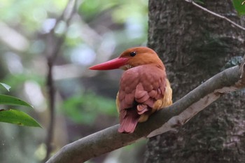 アカショウビン 場所が不明 2023年5月5日(金)