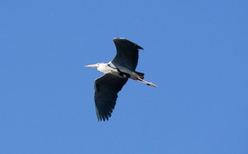 Grey Heron 篠路五ノ戸の森緑地 Sun, 4/23/2023