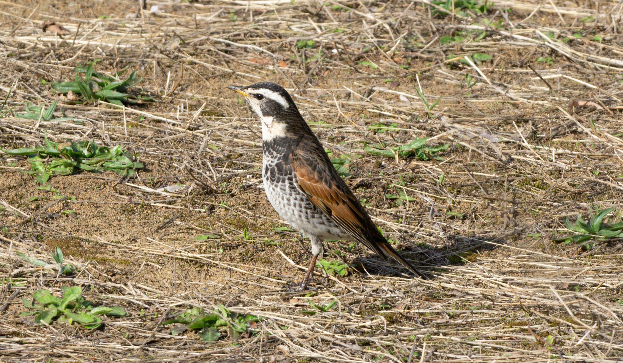 Photo of Dusky Thrush at 篠路五ノ戸の森緑地 by マルCU