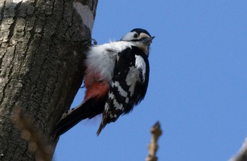 Great Spotted Woodpecker(japonicus) 篠路五ノ戸の森緑地 Sun, 4/23/2023