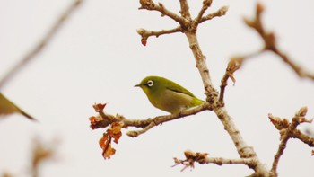 Warbling White-eye 室蘭 Wed, 5/3/2023