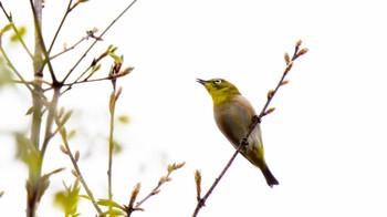 Warbling White-eye 愛知県緑化センター 昭和の森 Sat, 4/8/2023