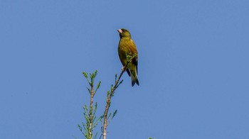 Grey-capped Greenfinch 於大公園 Wed, 5/3/2023