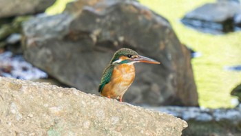 Common Kingfisher 愛知県豊田市 Sun, 4/23/2023