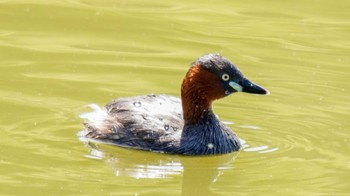 Little Grebe 於大公園 Wed, 5/3/2023