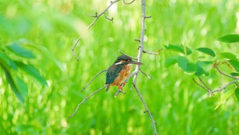 2023年5月4日(木) 愛知県豊田市の野鳥観察記録