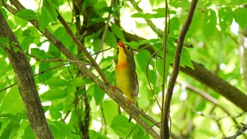 Red-billed Leiothrix 海上の森 Thu, 5/4/2023