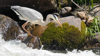 Grey Heron 香嵐渓 Mon, 5/1/2023