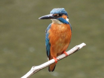 Common Kingfisher 航空公園 Sat, 5/6/2023