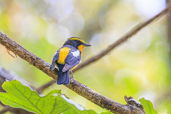 キビタキ 金ヶ崎公園(明石市) 2023年4月18日(火)