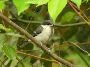 Japanese Tit 航空公園 Sat, 5/6/2023