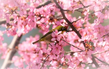 Warbling White-eye 戸隠森林公園 Tue, 5/2/2023