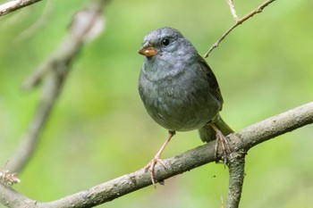 Grey Bunting Miyagi Kenminnomori Sat, 5/6/2023