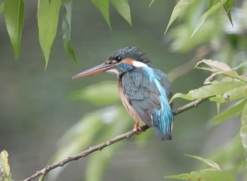 カワセミ エコパの森 2023年5月6日(土)