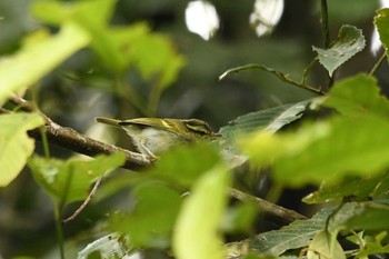 Davison's Leaf Warbler Doi Inthanon National Park Fri, 6/8/2018