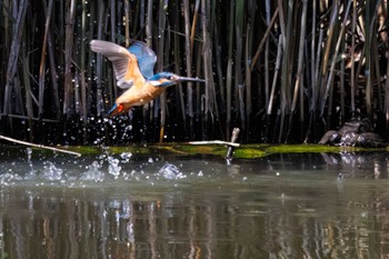 2023年5月2日(火) 舞岡公園の野鳥観察記録