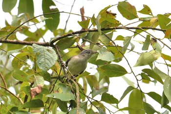 Blue-winged Minla Doi Inthanon National Park Fri, 6/8/2018