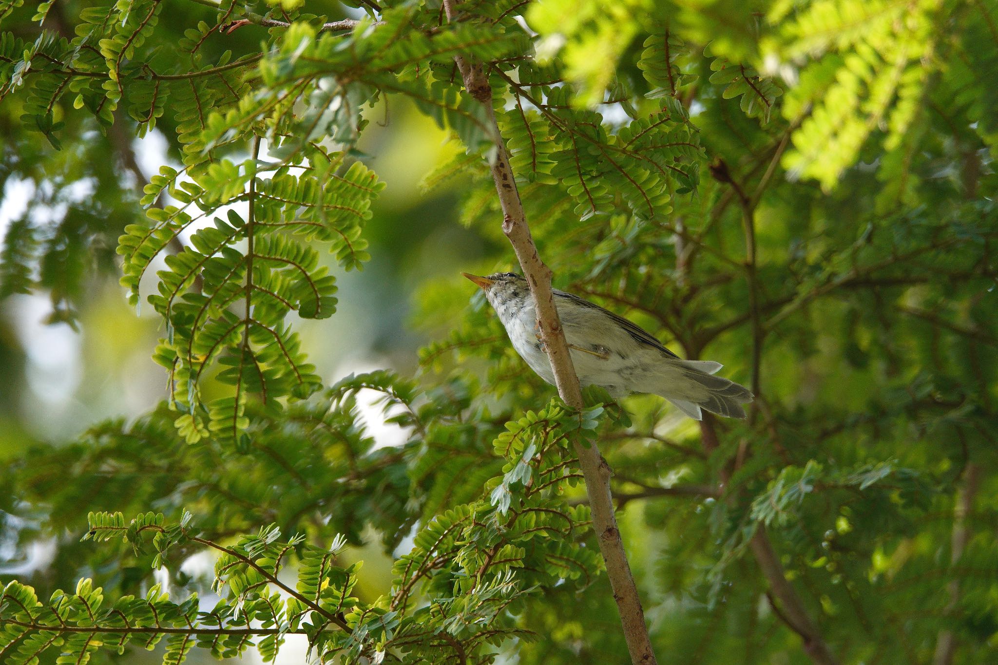 Photo of Arctic Warbler at Singapore Botanic Gardens by のどか