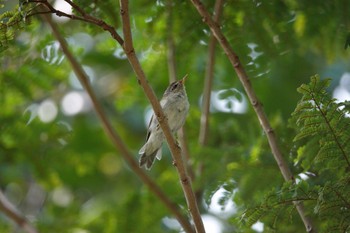 Arctic Warbler Singapore Botanic Gardens Tue, 3/14/2023