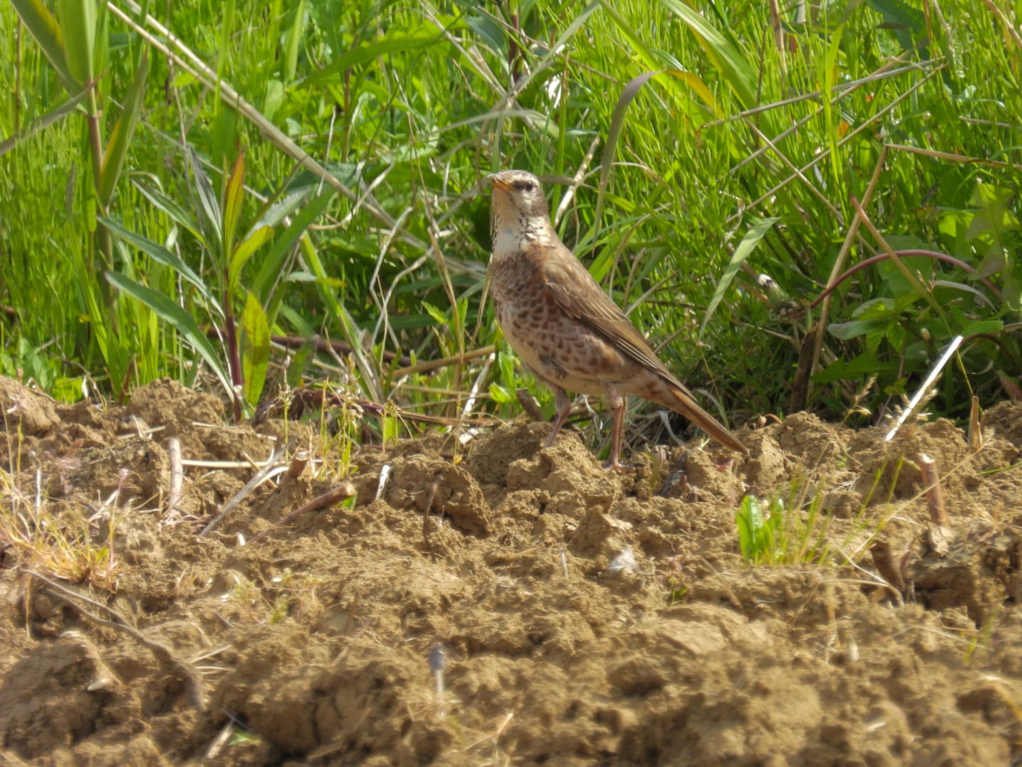 Photo of Naumann's Thrush at Awashima Island by ぽちゃっこ