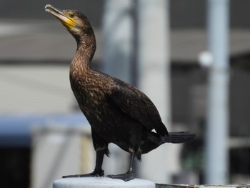 Sat, 5/6/2023 Birding report at 埼玉県さいたま市