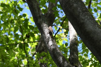 Wed, 5/3/2023 Birding report at 埼玉県