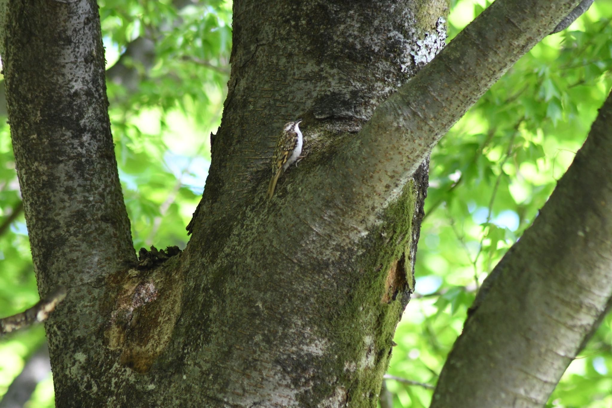 埼玉県 キバシリの写真 by ウォレス